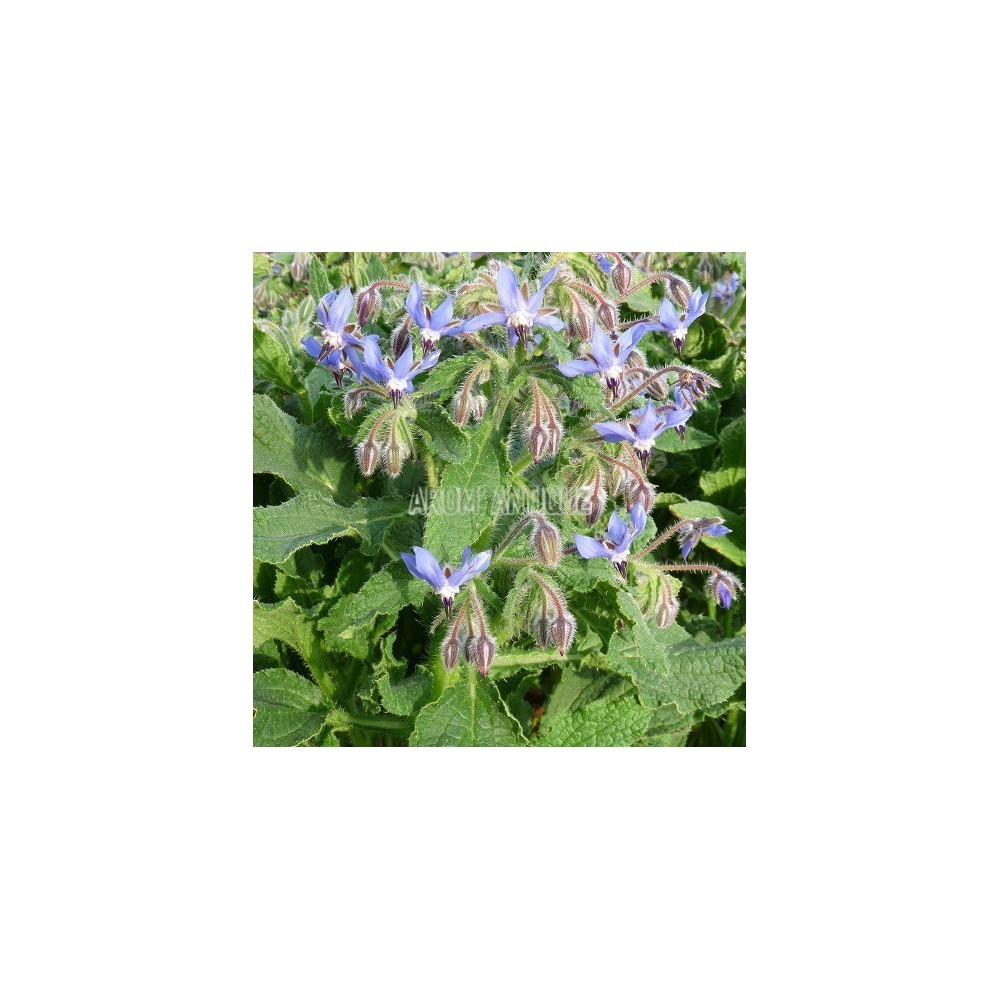 Bourrache bio, Borago officinalis, Arom'antique, 500 aromatiques bio.
