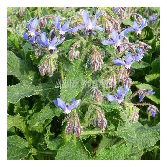Bourrache bio, Borago officinalis, Arom'antique, 500 aromatiques bio.