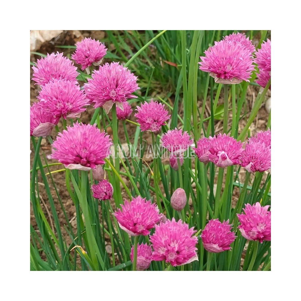 Ciboulette à fleurs roses, Allium schoenoprasum 'Forescate'.