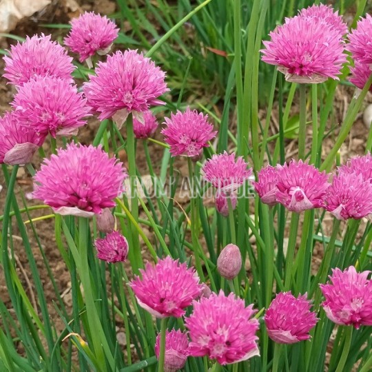 Ciboulette à fleurs roses, Allium schoenoprasum 'Forescate'.