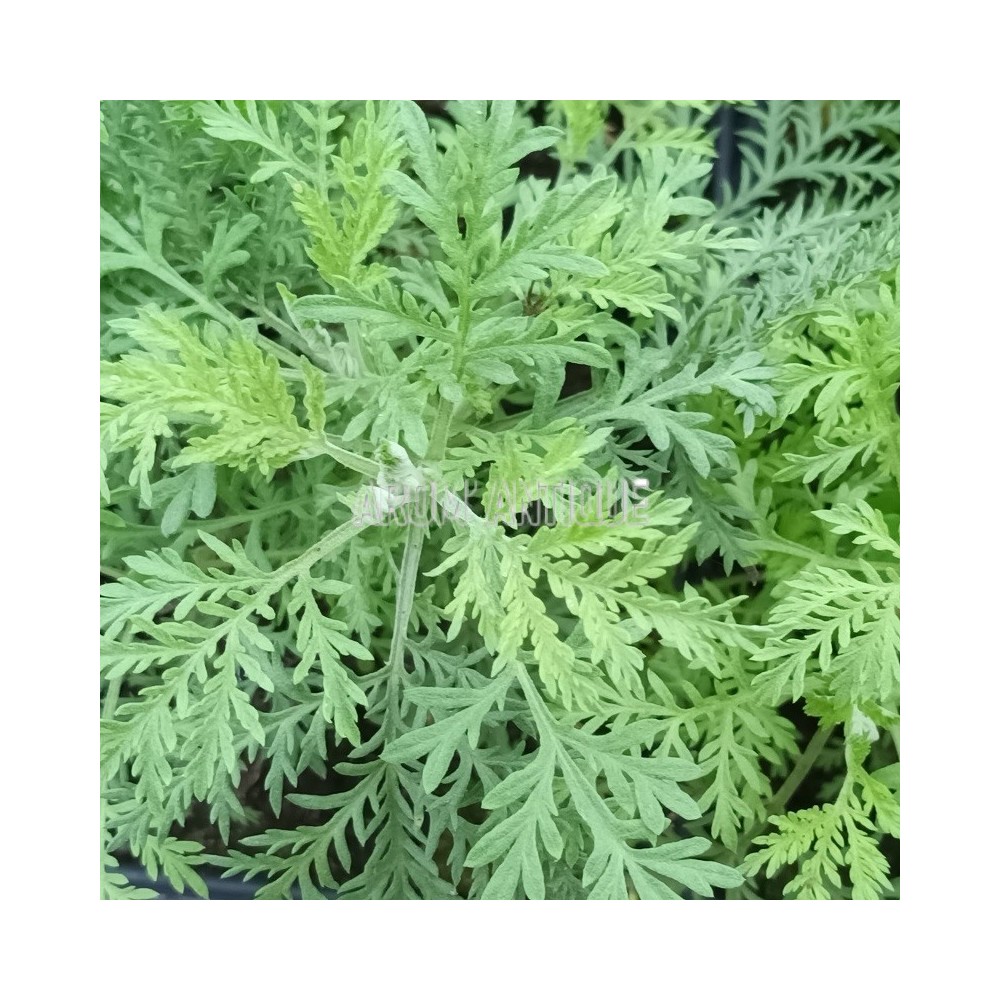 Armoise africaine, Artemisia afra. Arom'antique. 500 aromatiques bio.