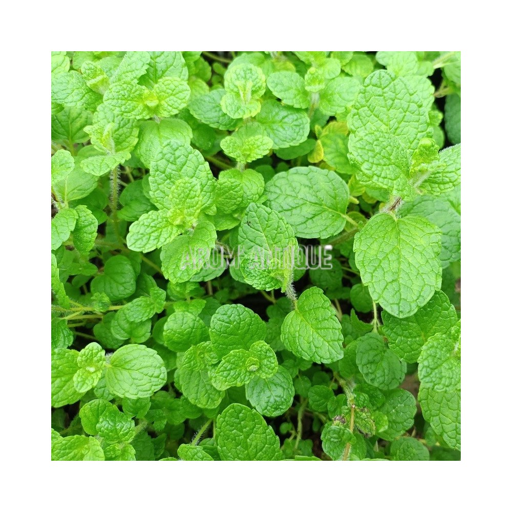 Menthe vanille