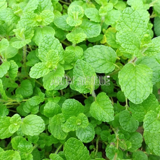 Menthe vanille