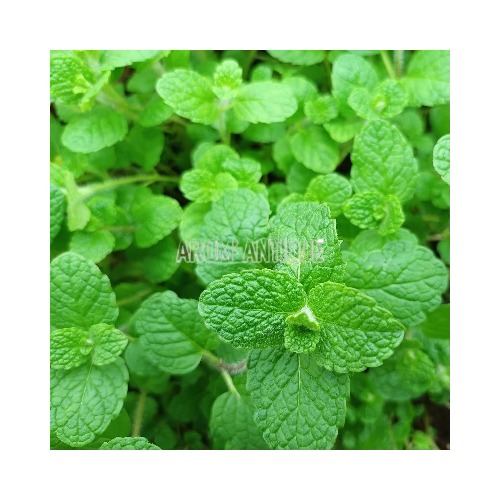 Menthe vanille