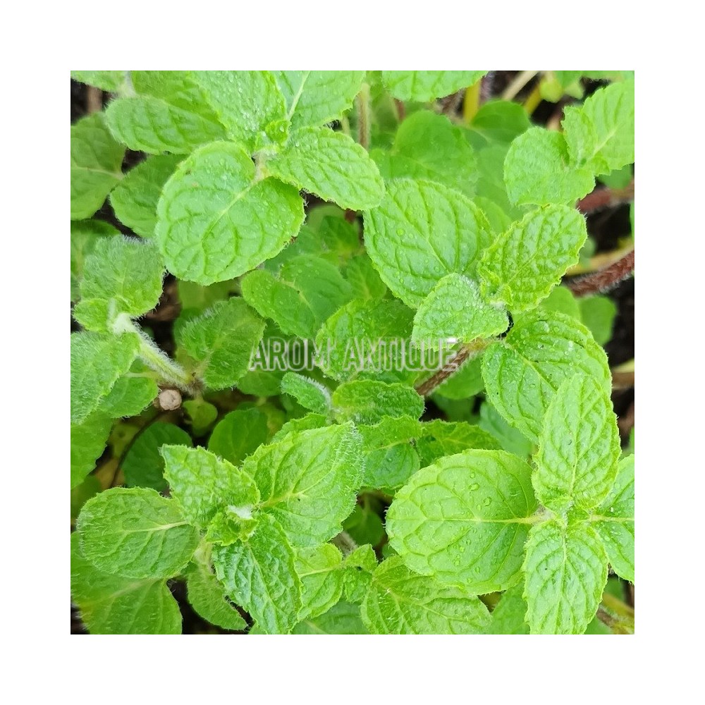 Menthe vanille