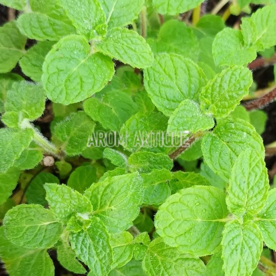 Menthe vanille