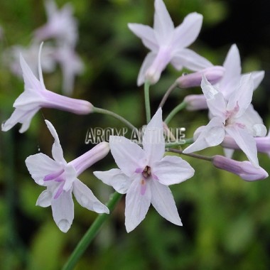 Fleurs d'ail d'Afrique du sud roses 2