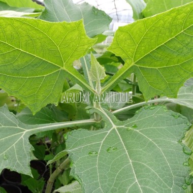 Poire de terre en plant. 2