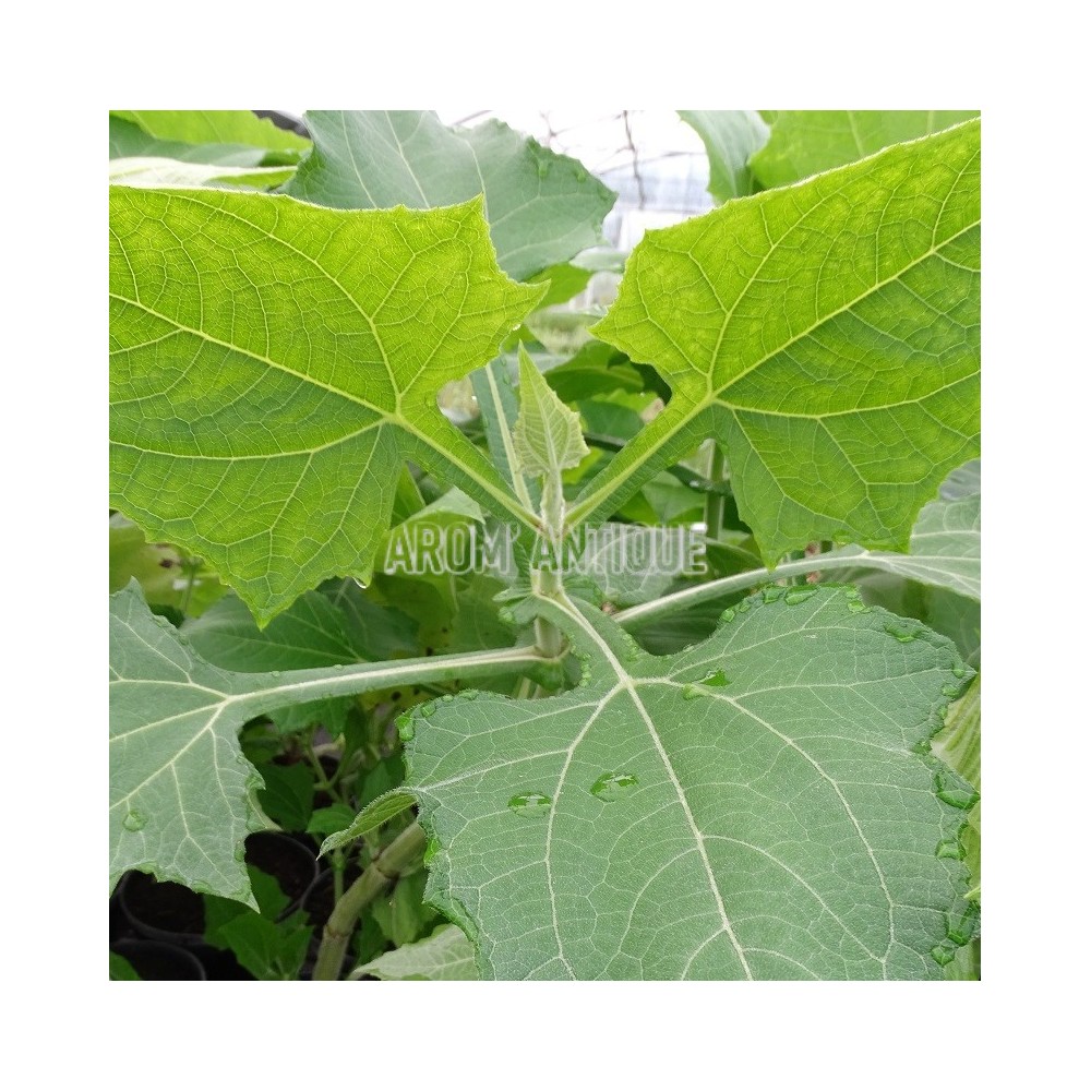 Feuillage de poire de terre