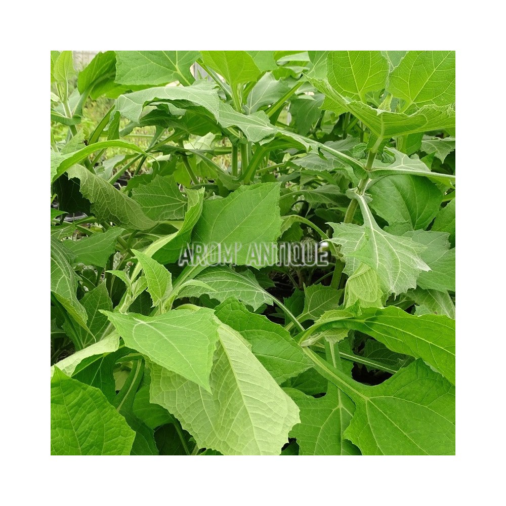 Poire de terre en plant.