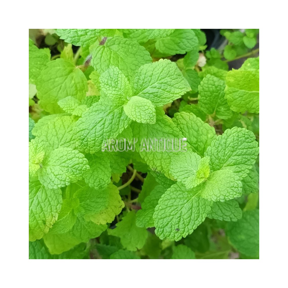 Feuilles de menthe caramel