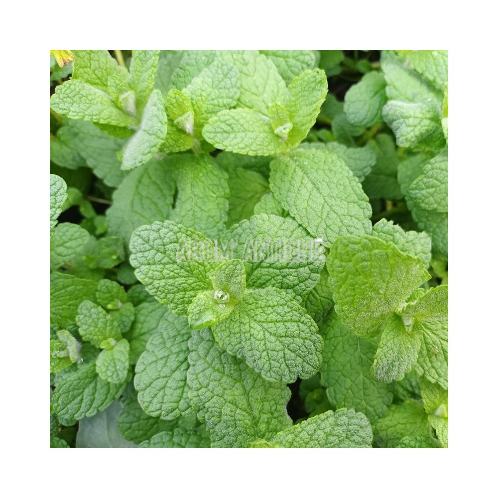 Plant de Menthe caramel.