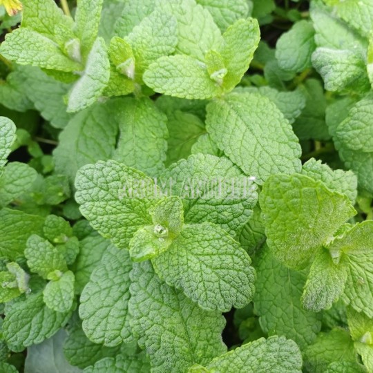 Plant de Menthe caramel.