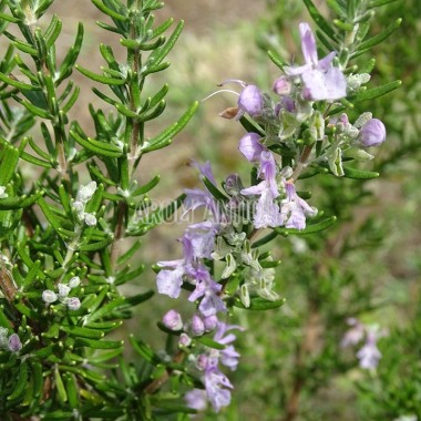 Romarin Vicomte de Noailles, Salvia rosmarinus 'Vicomte de Noailles'