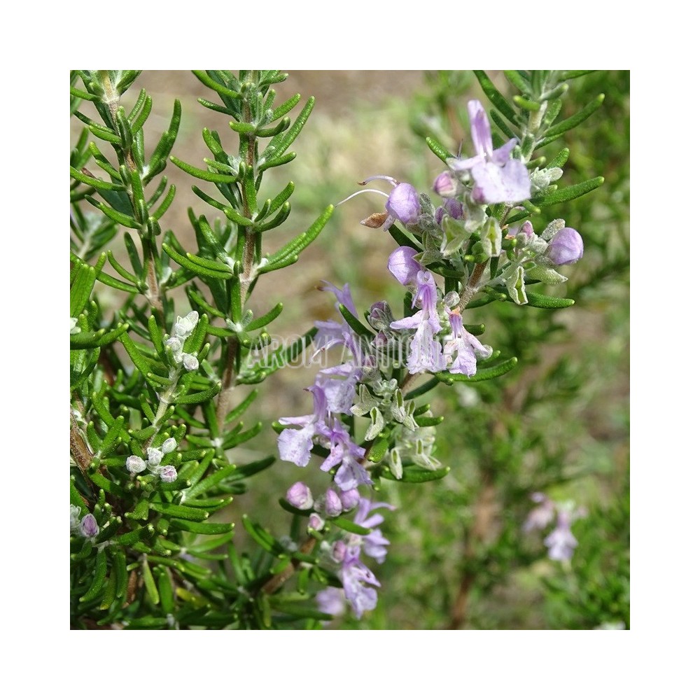 Romarin Vicomte de Noailles, Salvia rosmarinus 'Vicomte de Noailles'