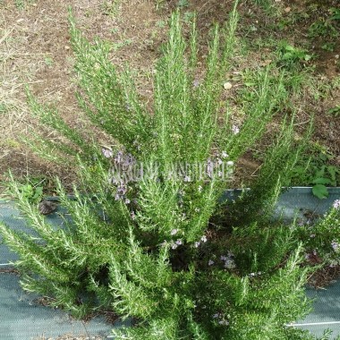 Romarin Vicomte de Noailles, Salvia rosmarinus 'Vicomte de Noailles' 2