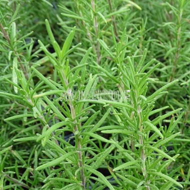 Romarin Ulysse, Rosmarinus officinalis 'Ulysse', Arom'antique.