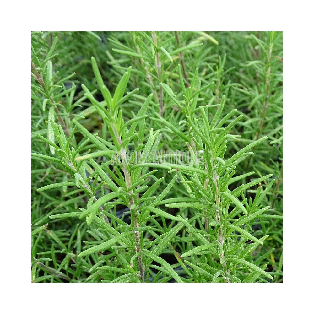 Romarin Ulysse, Rosmarinus officinalis 'Ulysse', Arom'antique.