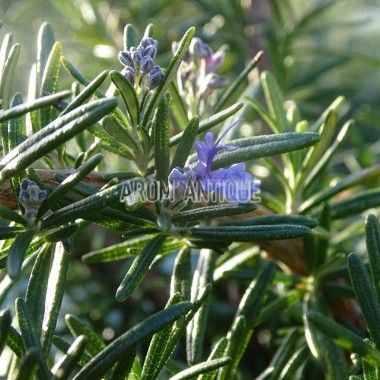 Romarin 'Fota Blue' en fleurs 2
