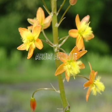 Bubine jaune, Bulbinella frutescens bio. Arom'antique, aromatiques.