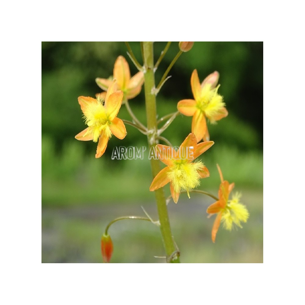 Bubine jaune, Bulbinella frutescens bio. Arom'antique, aromatiques.