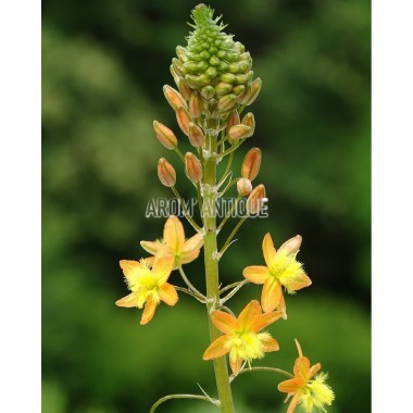 Bubine jaune, Bulbinella frutescens bio. Arom'antique, aromatiques. 2