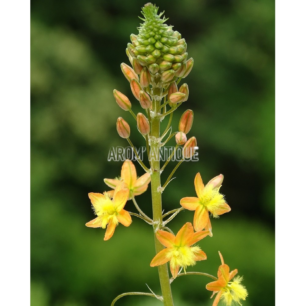 Bubine jaune, Bulbinella frutescens bio. Arom'antique, aromatiques.