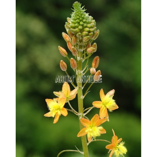 Bubine jaune, Bulbinella frutescens bio. Arom'antique, aromatiques.