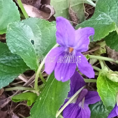des photos de violette odorante 2