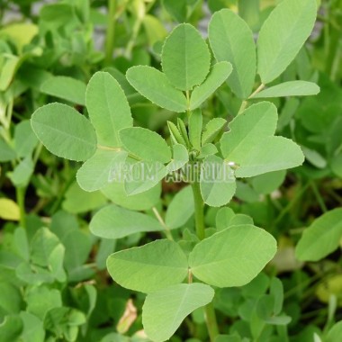 Mélilot officinal, Melilotus officinalis, Arom'antique.