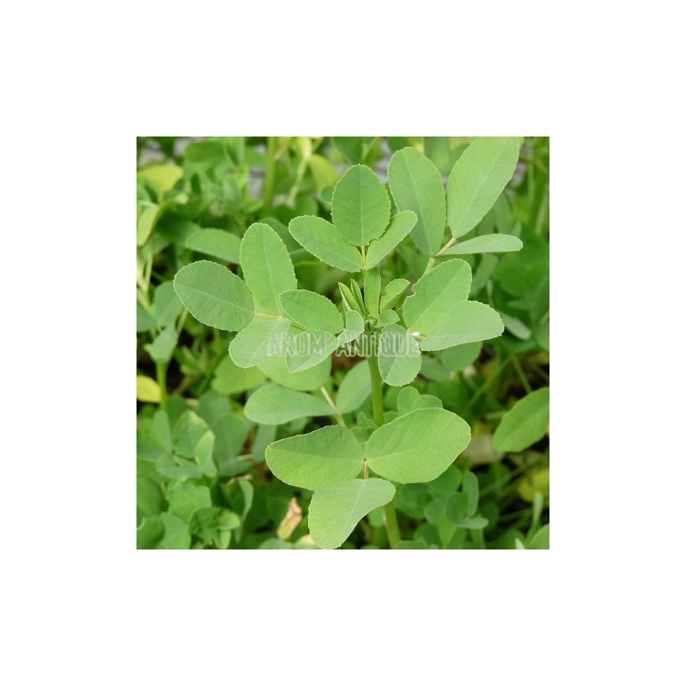 Mélilot officinal, Melilotus officinalis, Arom'antique.