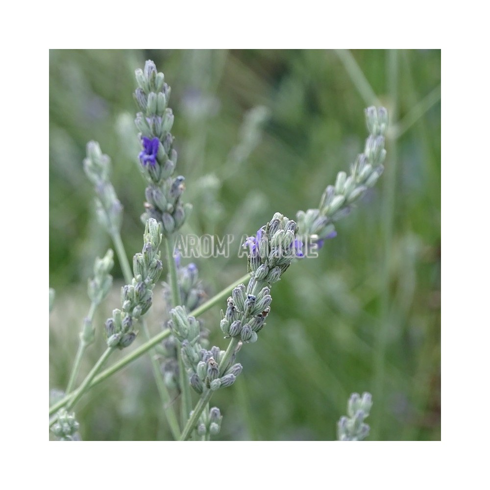 Lavande aspic, lavandula latifolia, Arom'antique 450 aromatiques bio.