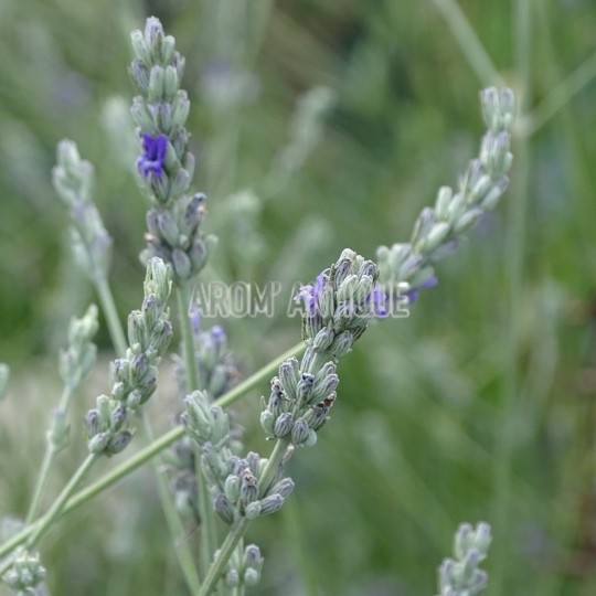 Lavande aspic, lavandula latifolia, Arom'antique 450 aromatiques bio.