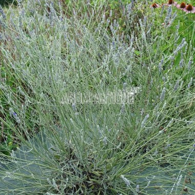 Lavande aspic en fleurs