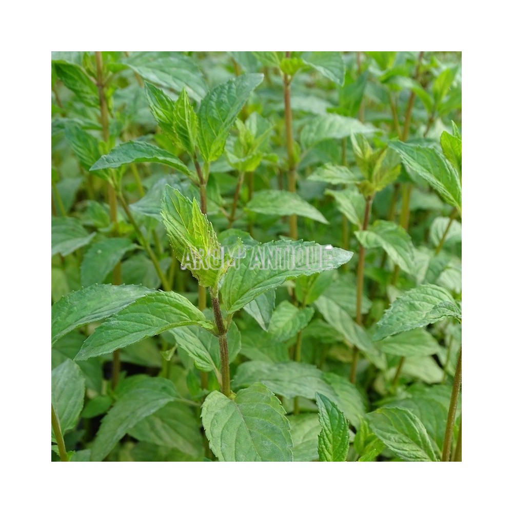 feuillage de menthe glaciale