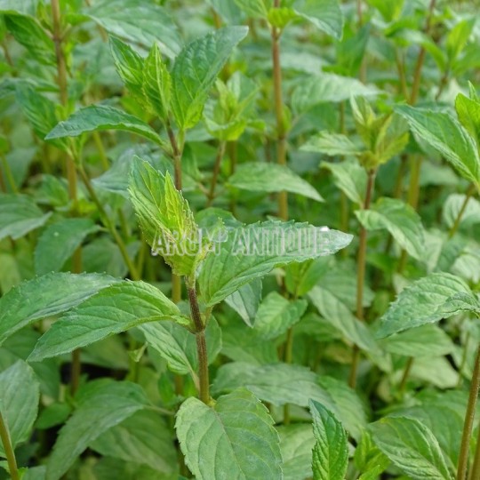 feuillage de menthe glaciale