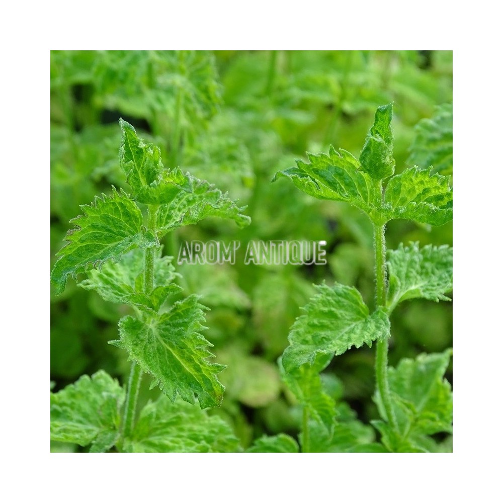 menthe crispée (feuillage)