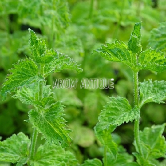 menthe crispée (feuillage)