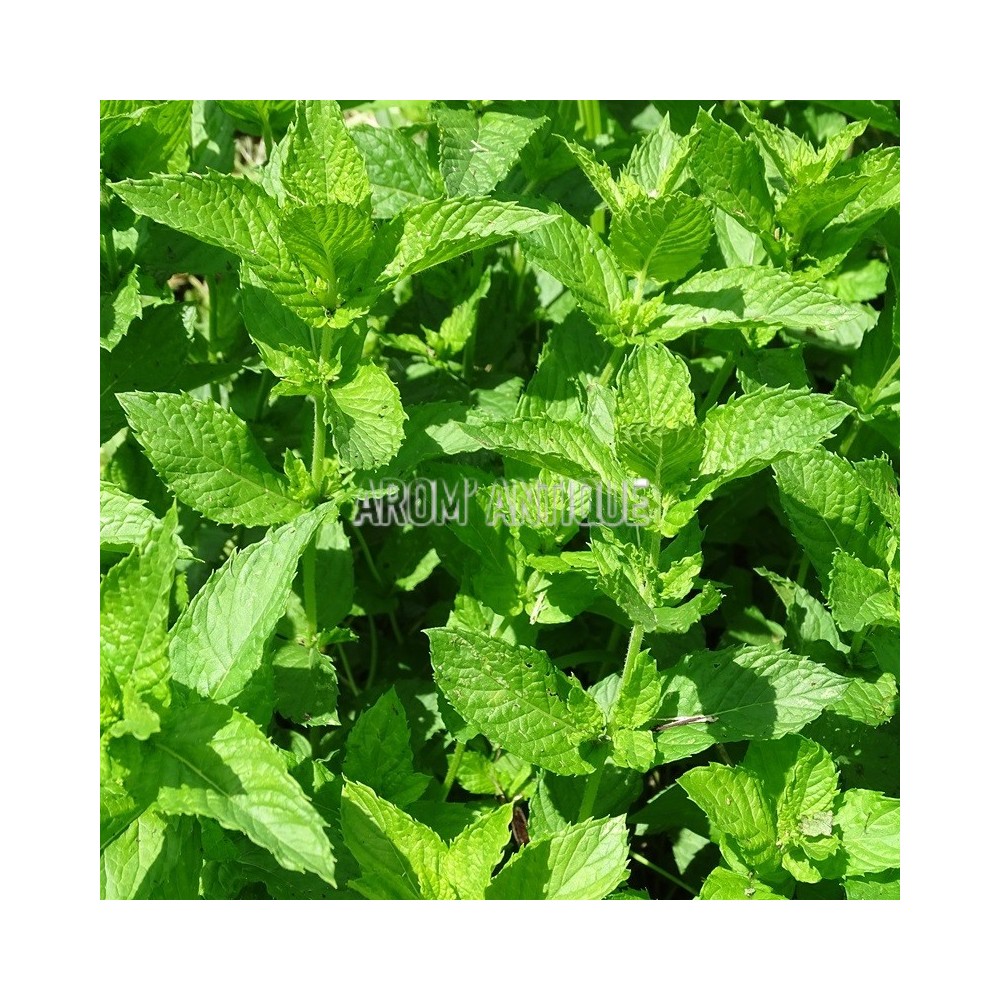 Feuilles de menthe marocaine