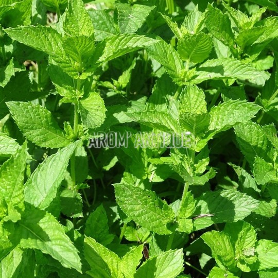 Feuilles de menthe marocaine
