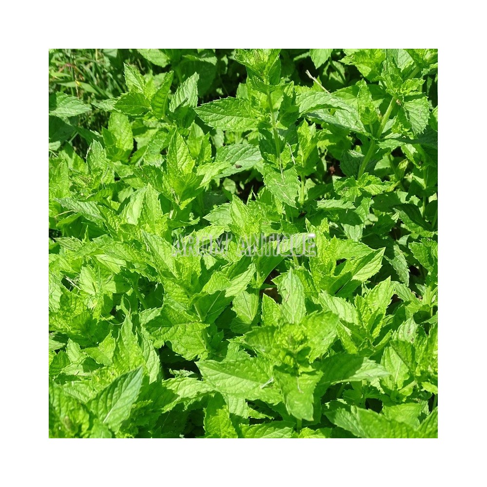 Menthe marocaine (feuillage)