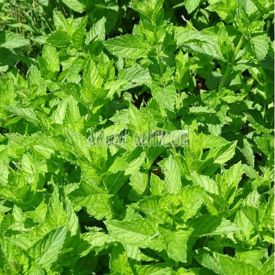 Menthe marocaine (feuillage)
