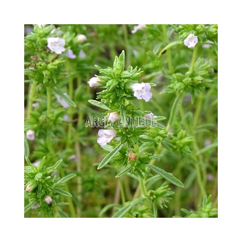 fleurs de sarriette des jardins