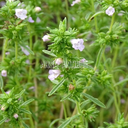 fleurs de sarriette des jardins