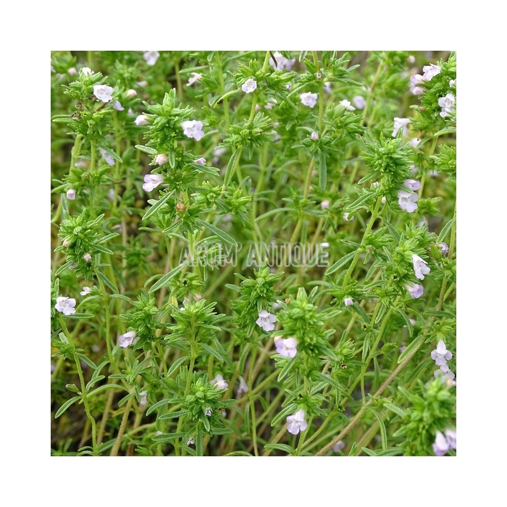Sarriette des jardins en fleurs