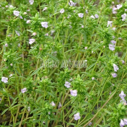 Sarriette des jardins en fleurs