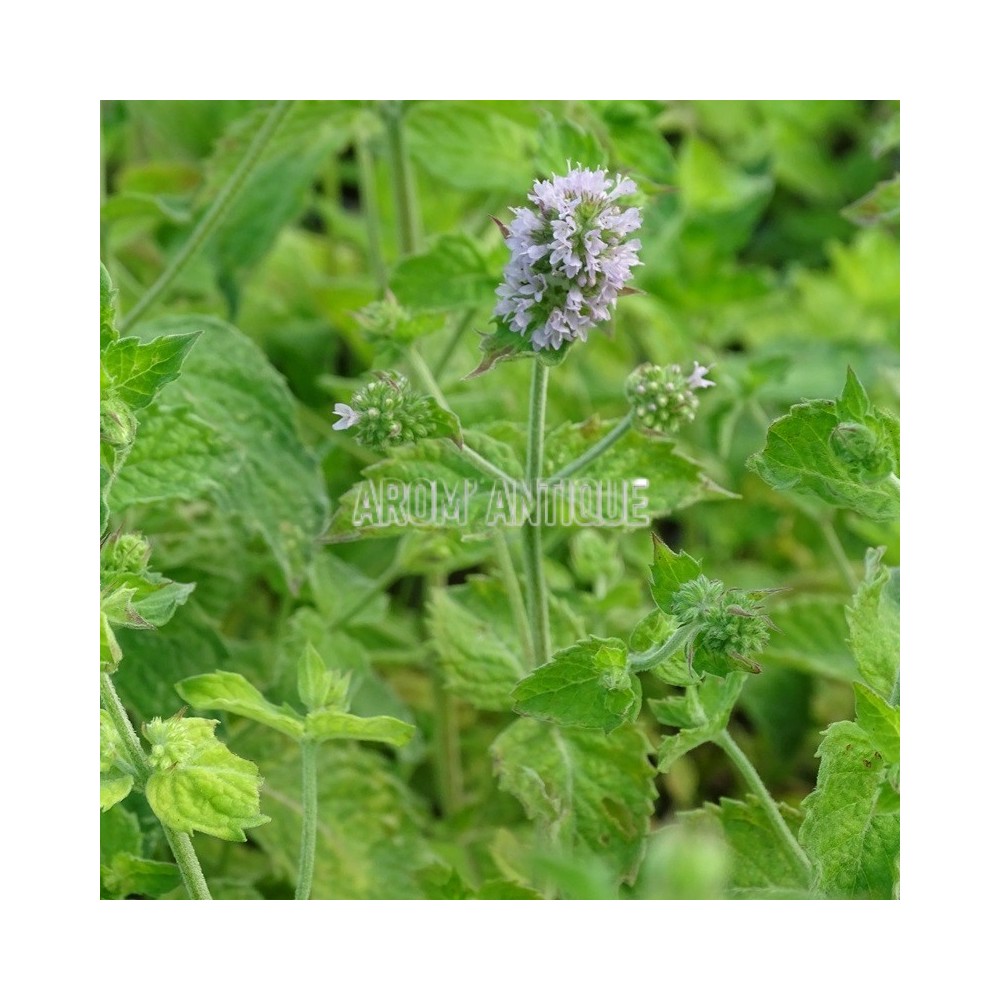 Menthe pamplemousse avec une fleur