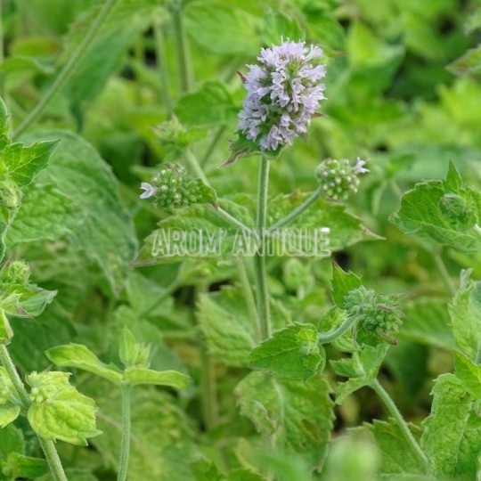 Menthe pamplemousse avec une fleur