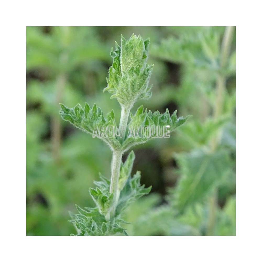 Menthe poivrée crispée