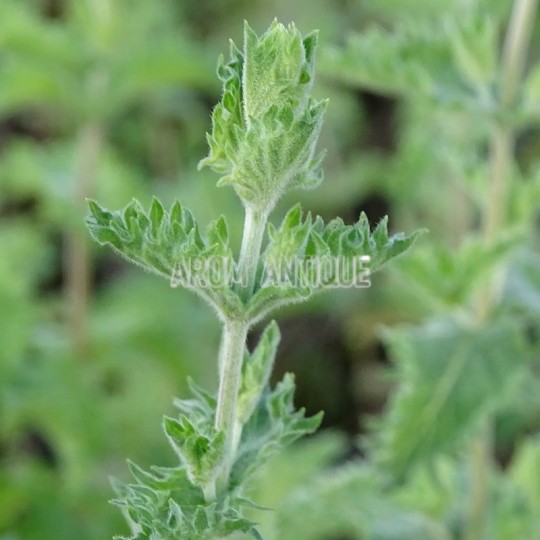 Menthe poivrée crispée